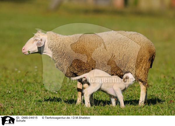 Schafe / sheeps / DMS-04615