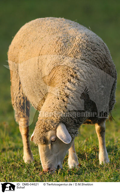 Schaf / sheep / DMS-04621