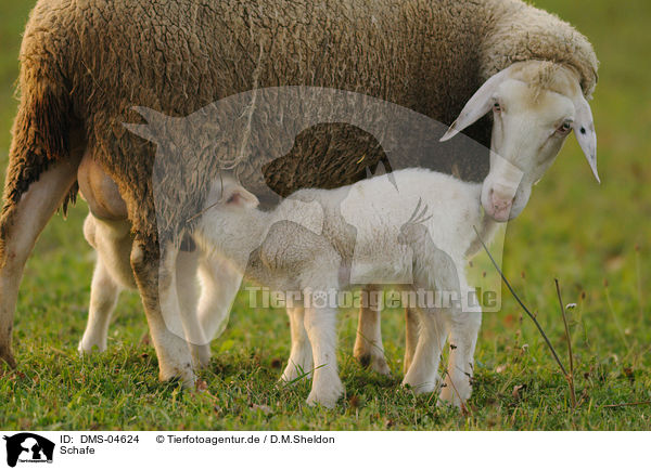 Schafe / sheeps / DMS-04624