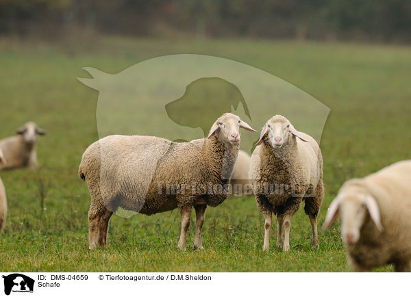 Schafe / sheeps / DMS-04659