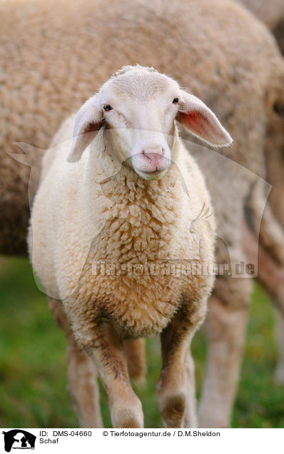 Schaf / sheep / DMS-04660