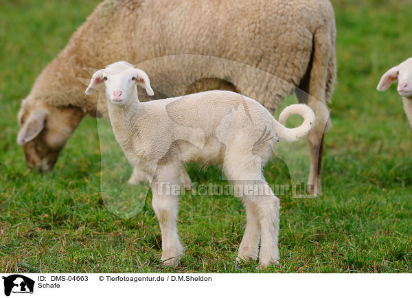 Schafe / sheeps / DMS-04663