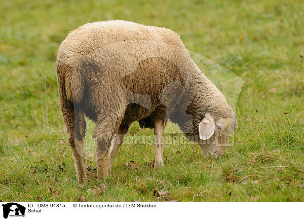 Schaf / sheep / DMS-04815