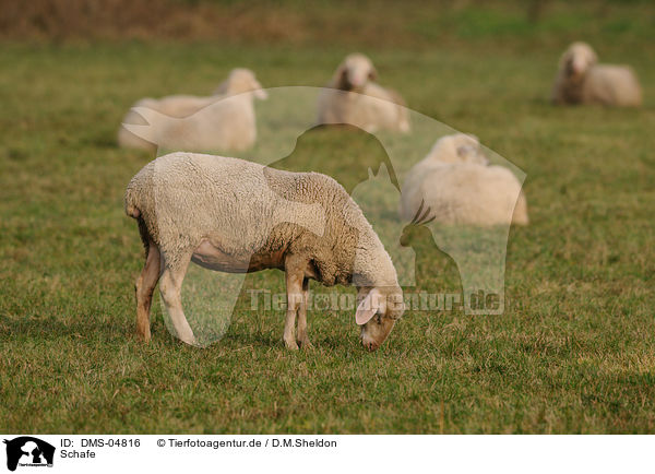 Schafe / sheeps / DMS-04816