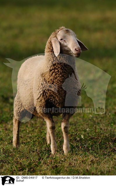 Schaf / sheep / DMS-04817