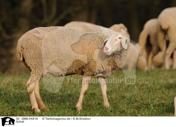 Schaf / sheep / DMS-04818