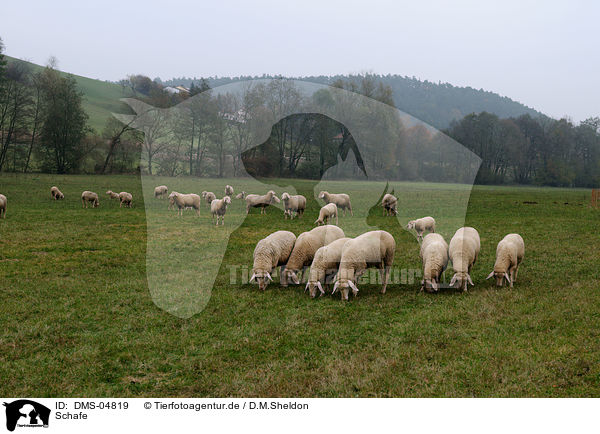 Schafe / sheeps / DMS-04819