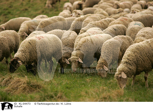 Schafe / sheeps / KL-04473