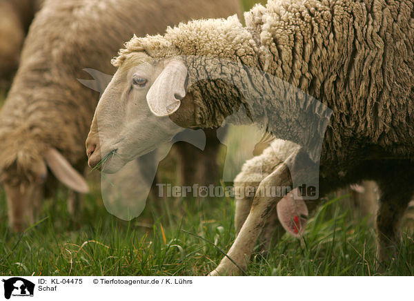 Schaf / sheep / KL-04475