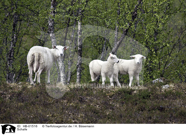Schafe / sheeps / HB-01516