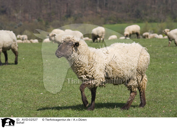 Schaf / sheep / AVD-02527