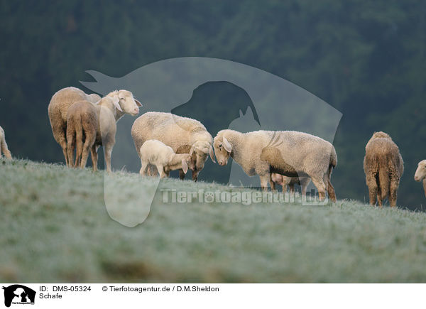 Schafe / sheeps / DMS-05324