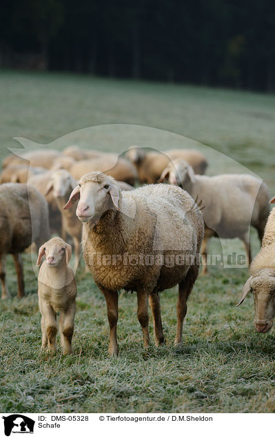 Schafe / sheeps / DMS-05328
