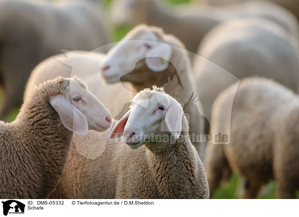 Schafe / sheeps / DMS-05332