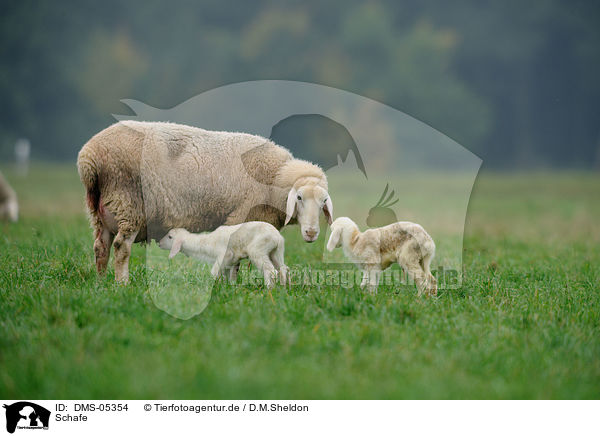 Schafe / sheeps / DMS-05354