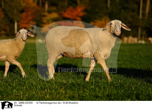 Schafe / sheeps / DMS-05359