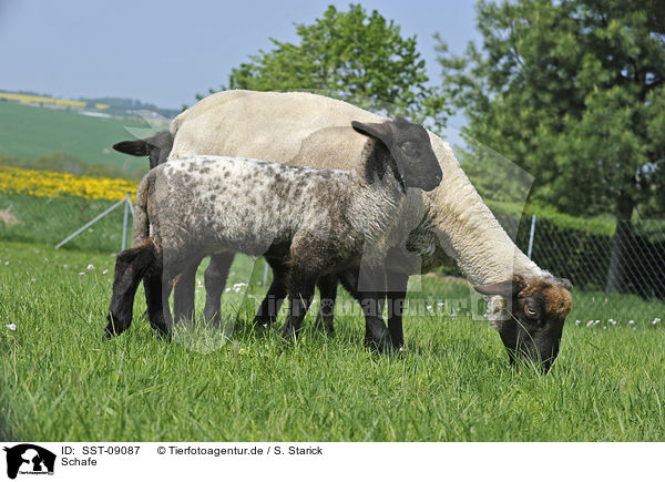 Schafe / sheeps / SST-09087