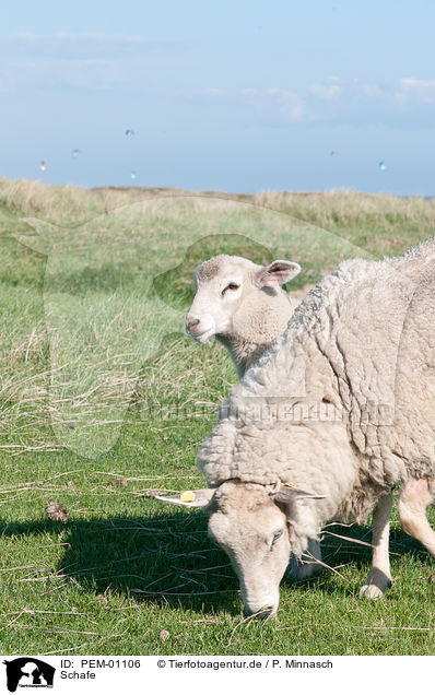 Schafe / sheeps / PEM-01106