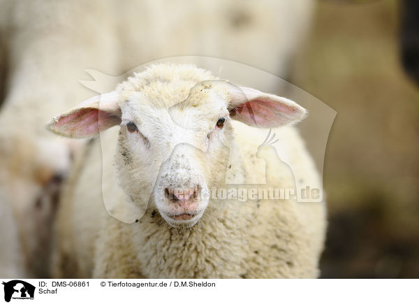 Schaf / sheep / DMS-06861