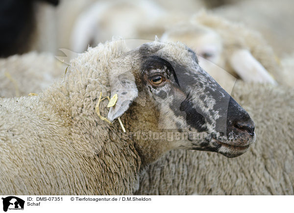 Schaf / sheep / DMS-07351