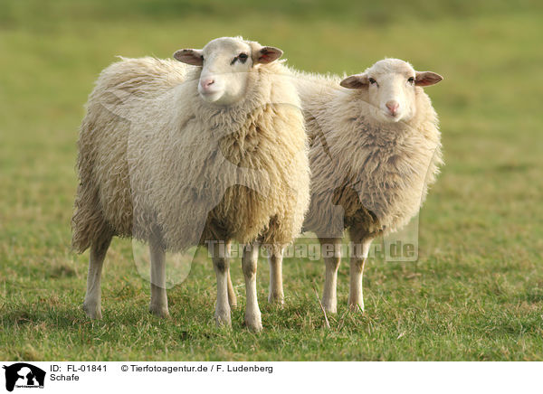 Schafe / sheeps / FL-01841