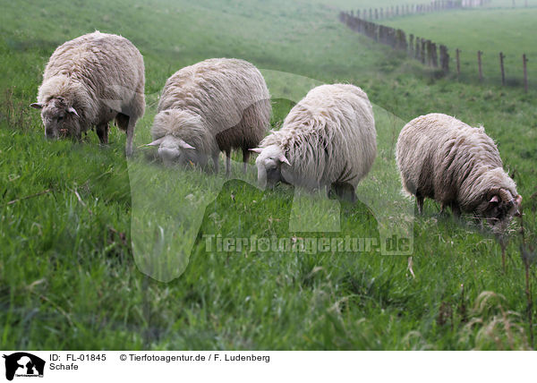 Schafe / sheeps / FL-01845