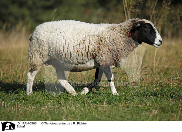 Schaf / sheep / RR-46566