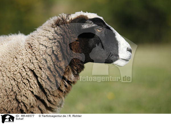 Schaf / sheep / RR-46577