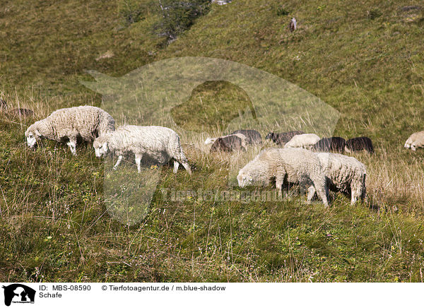 Schafe / sheeps / MBS-08590