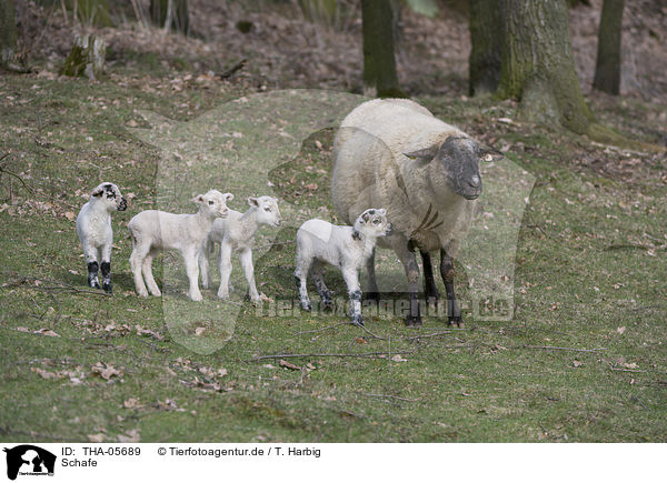 Schafe / sheeps / THA-05689