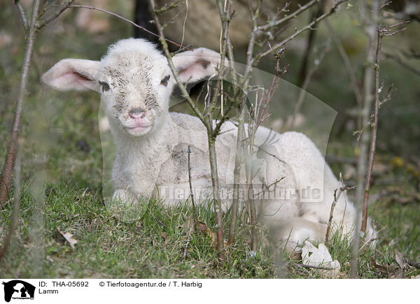 Lamm / lamb / THA-05692