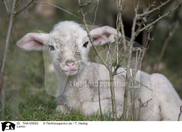 Lamm / lamb / THA-05693