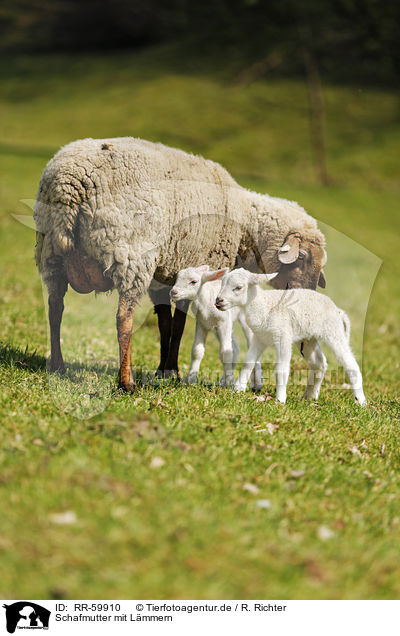 Schafmutter mit Lmmern / sheep mother with lambs / RR-59910