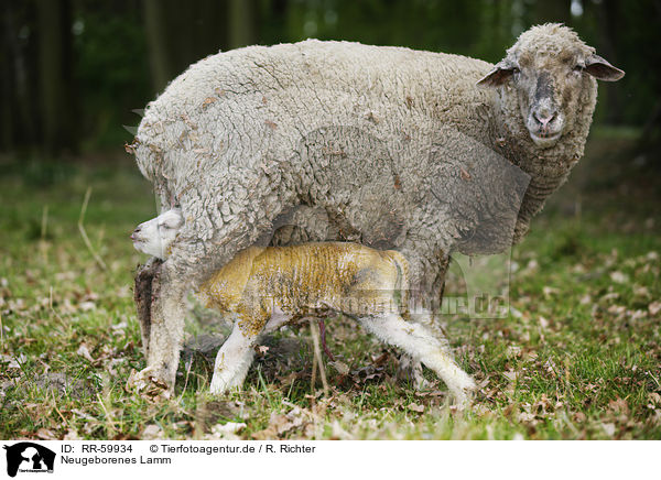 Neugeborenes Lamm / newborn lamb / RR-59934