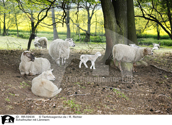 Schafmutter mit Lmmern / sheep mother with lambs / RR-59936