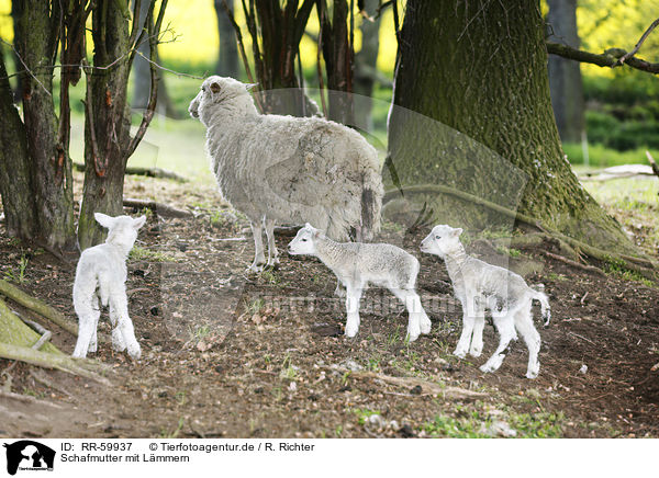 Schafmutter mit Lmmern / sheep mother with lambs / RR-59937