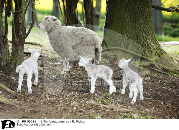 Schafmutter mit Lmmern / sheep mother with lambs / RR-59938