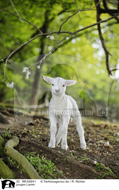 junges Lamm / young lamb / RR-59941