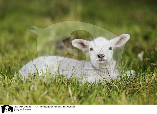 junges Lamm / young lamb / RR-59945