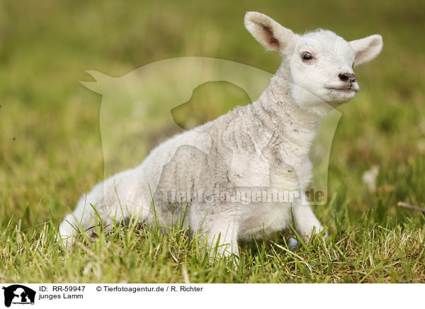 junges Lamm / young lamb / RR-59947