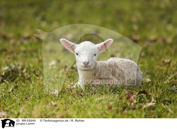 junges Lamm / young lamb / RR-59949