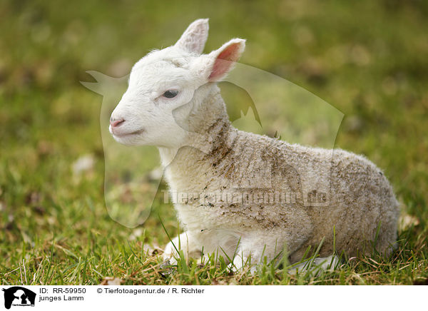 junges Lamm / young lamb / RR-59950