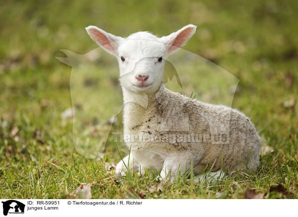 junges Lamm / young lamb / RR-59951