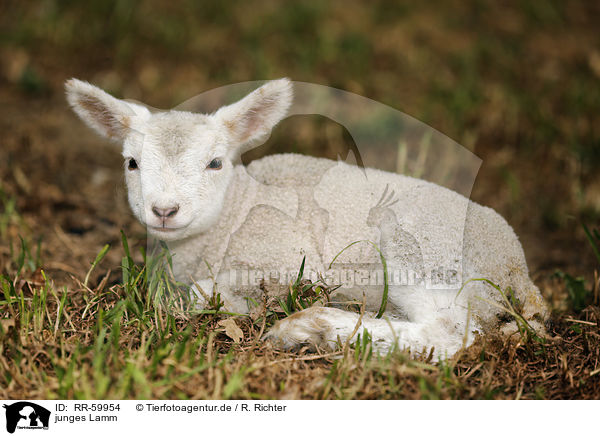 junges Lamm / young lamb / RR-59954