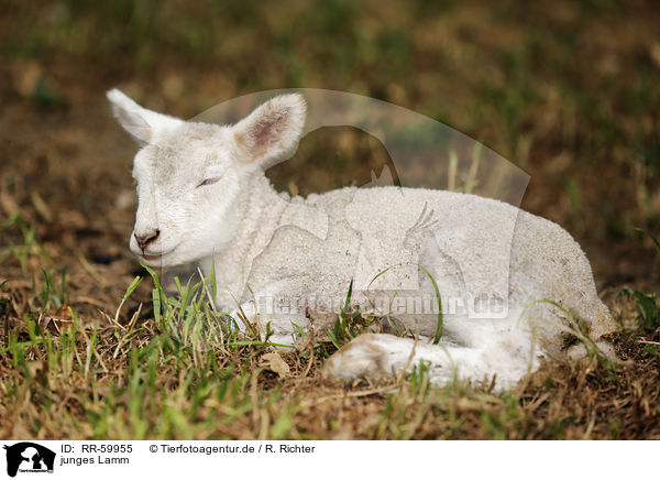 junges Lamm / young lamb / RR-59955