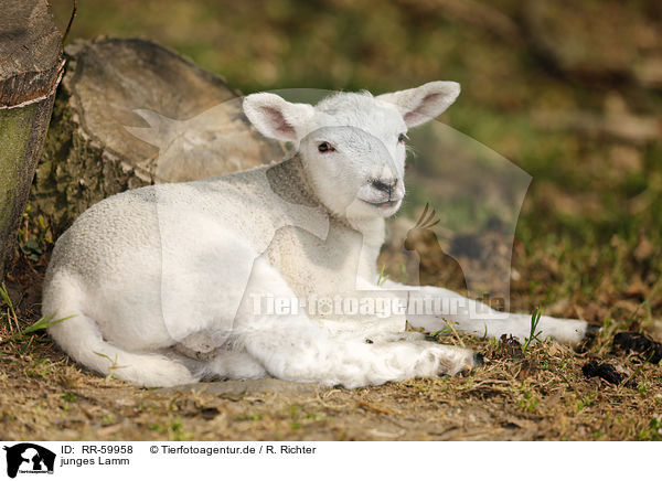 junges Lamm / young lamb / RR-59958