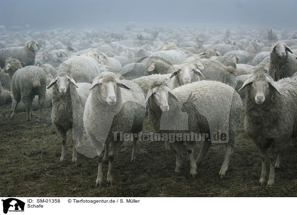 Schafe / sheeps / SM-01358