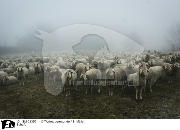 Schafe / sheeps / SM-01359