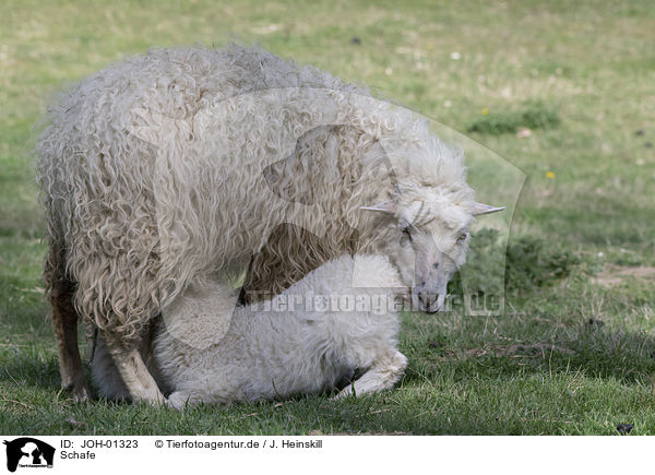 Schafe / sheeps / JOH-01323