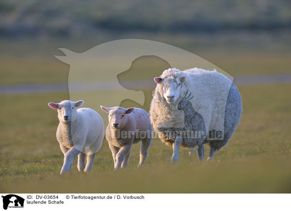laufende Schafe / walking Sheeps / DV-03654